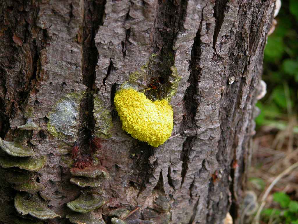 Vol 198 謎の粘菌 かえるのひとりごと