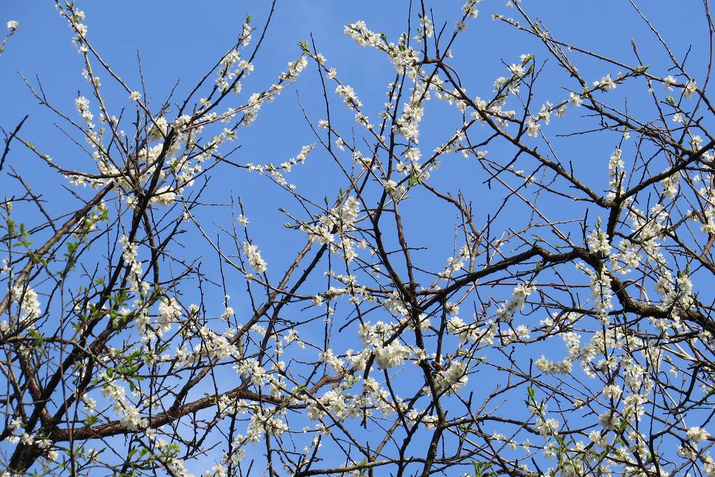 Vol 3772 桜の後に かえるのひとりごと