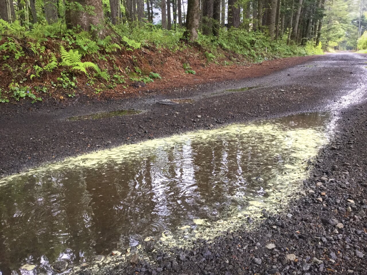 Vol 4032 黄色い粉の正体 かえるのひとりごと