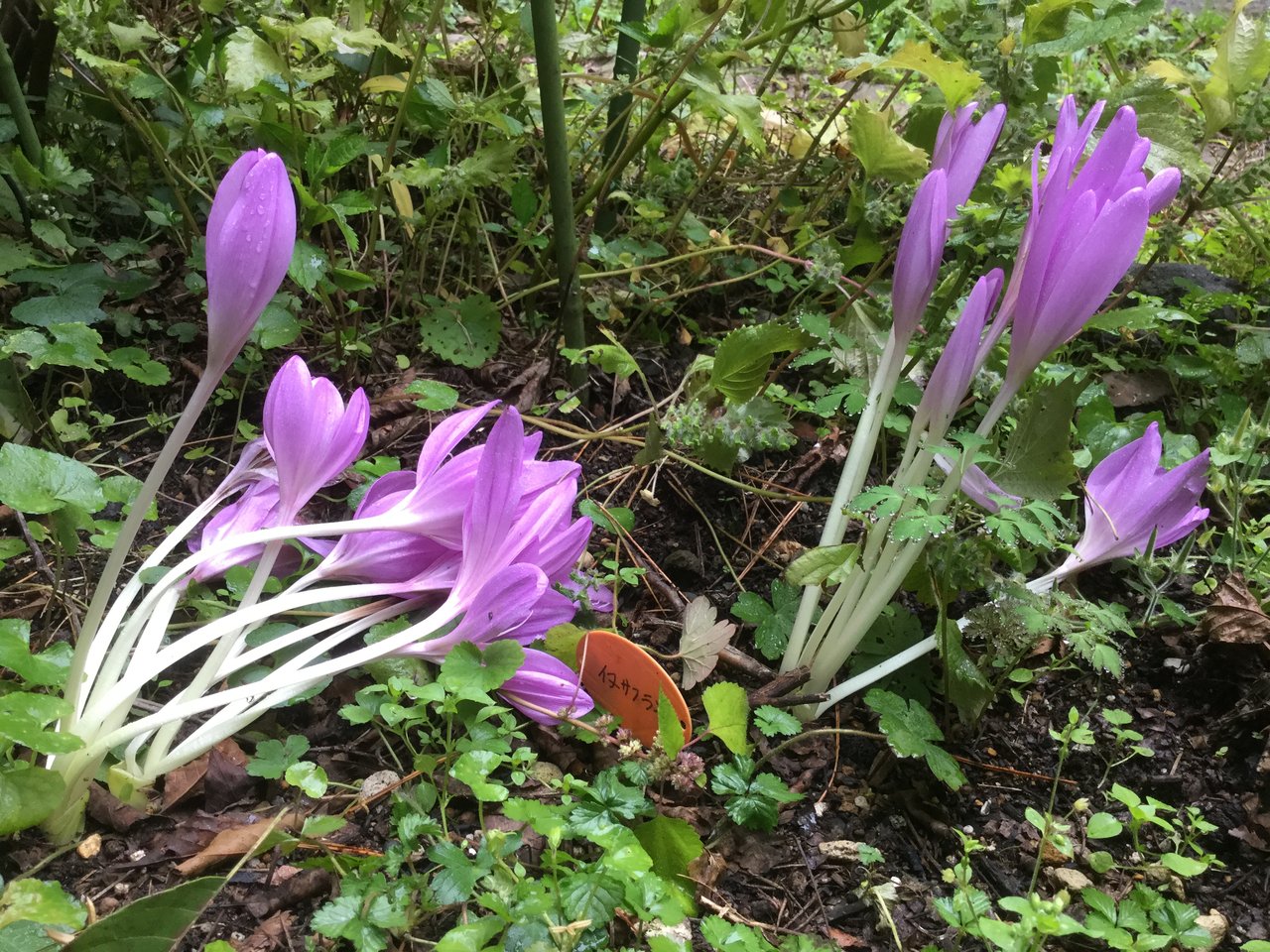 Vol 3133 コルチカム かえるのひとりごと Vol 3133 コルチカム かえるのひとりごと