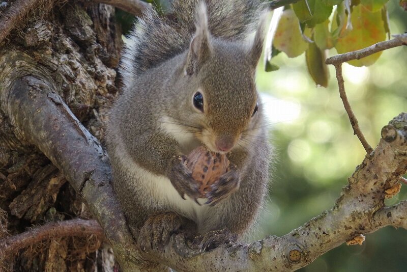 Vol 3731 リスどんの一日 かえるのひとりごと