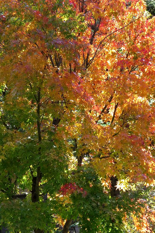 Vol 3631 今年の紅葉 かえるのひとりごと Vol 3631 今年の紅葉 かえるのひとりごと