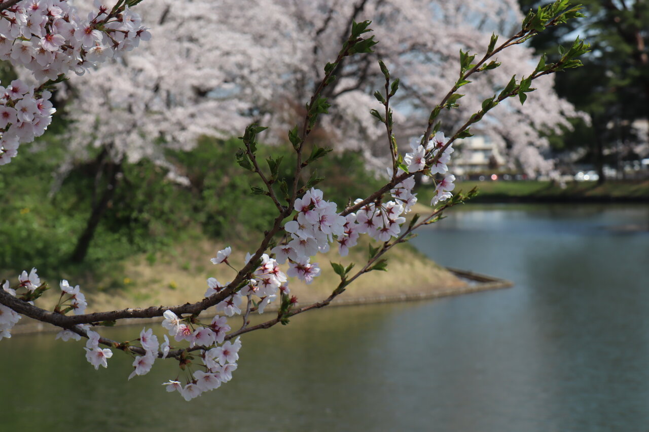 Vol 4257 上越 高田城の桜 かえるのひとりごと