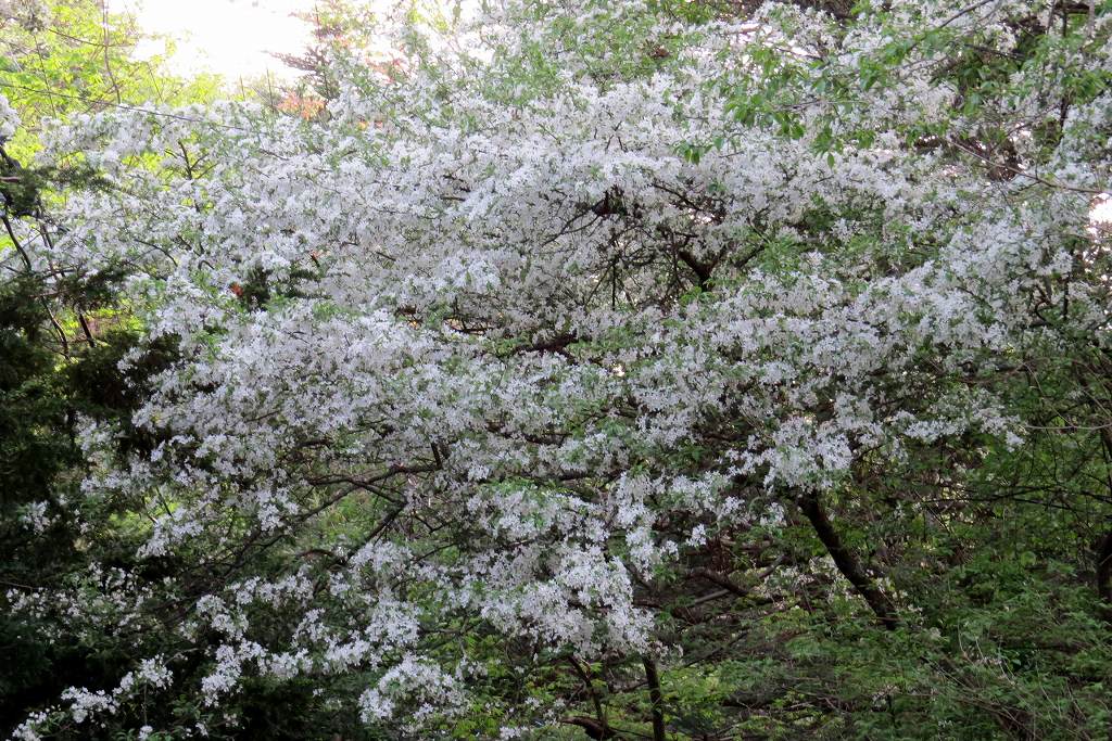 Vol.3772 桜の後に、、 : かえるのひとりごと