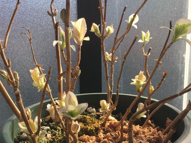 紫陽花たちの目覚め 枯れ木も山のにぎわい