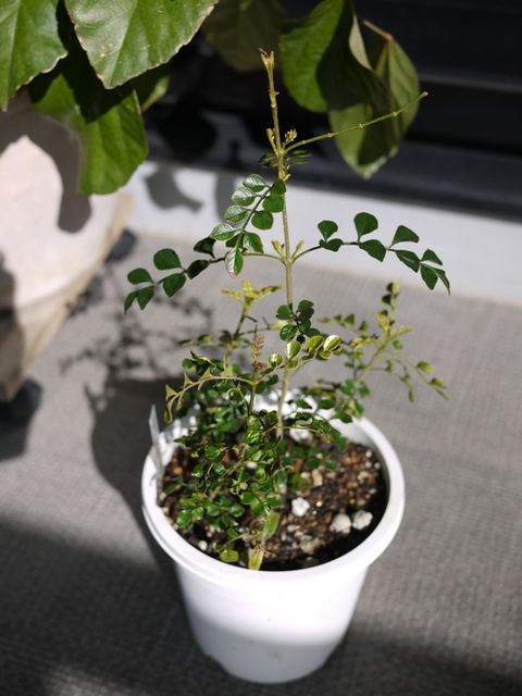 シマトネリコさんの寄せ植え 枯れ木も山のにぎわい シマトネリコさんの寄せ植え 枯れ木も山のにぎわい