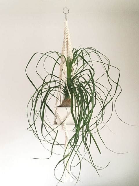 トックリランの植替え 枯れ木も山のにぎわい トックリランの植替え 枯れ木も山のにぎわい