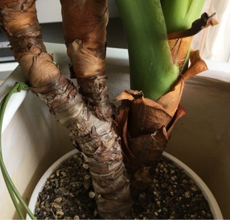 シマクワズイモの植替え 枯れ木も山のにぎわい