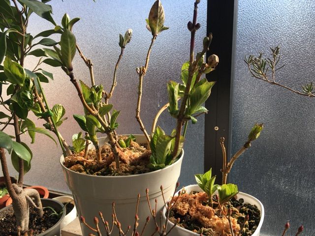 紫陽花たちの目覚め 枯れ木も山のにぎわい