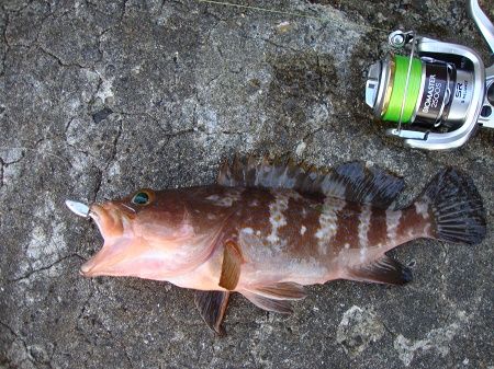 アコウ キジハタ 絶好調です ワームでポン アコウ キジハタ 絶好調です ワームでポン