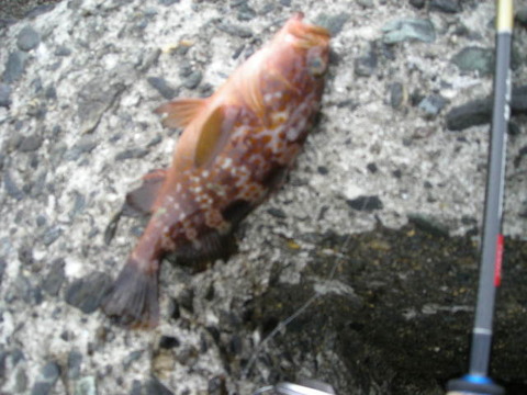DSCN6238
