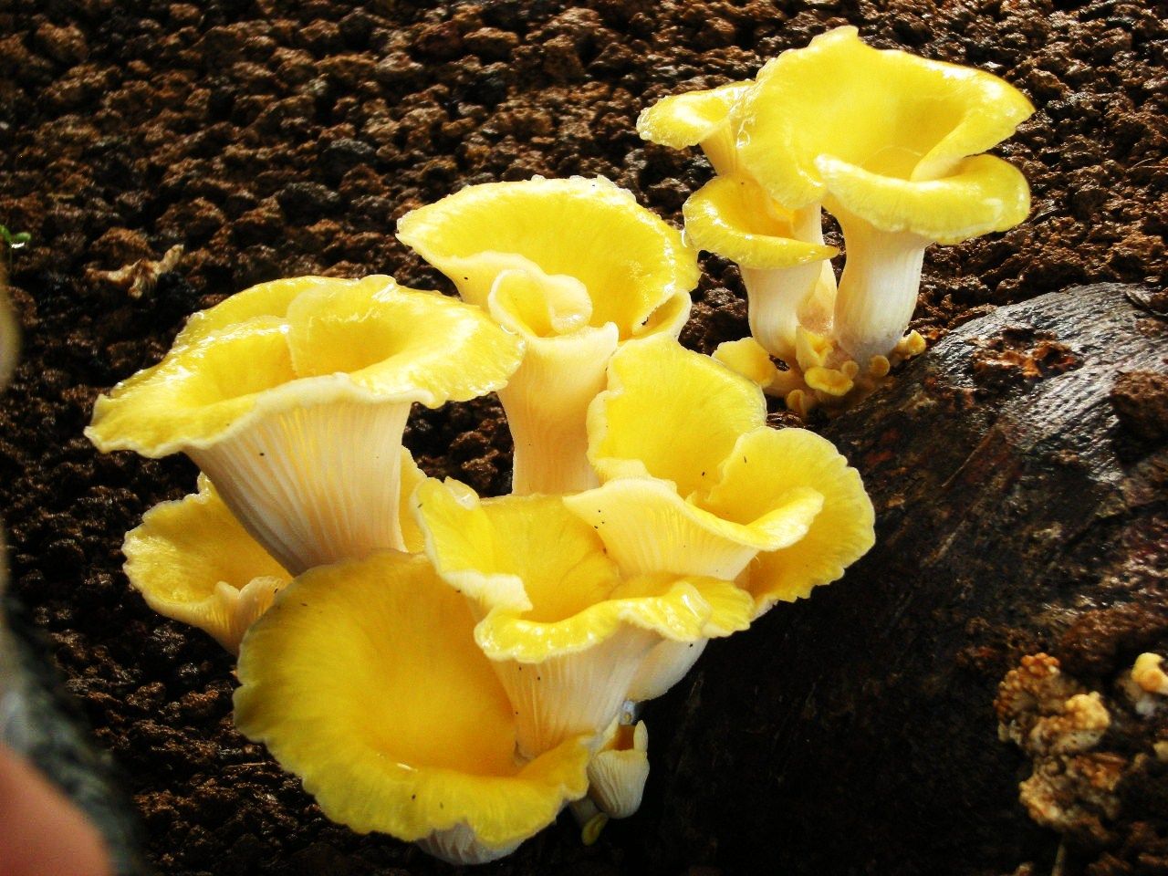 今月のおすすめ商品はキノコ タモギタケ スター フィッシュのブログ