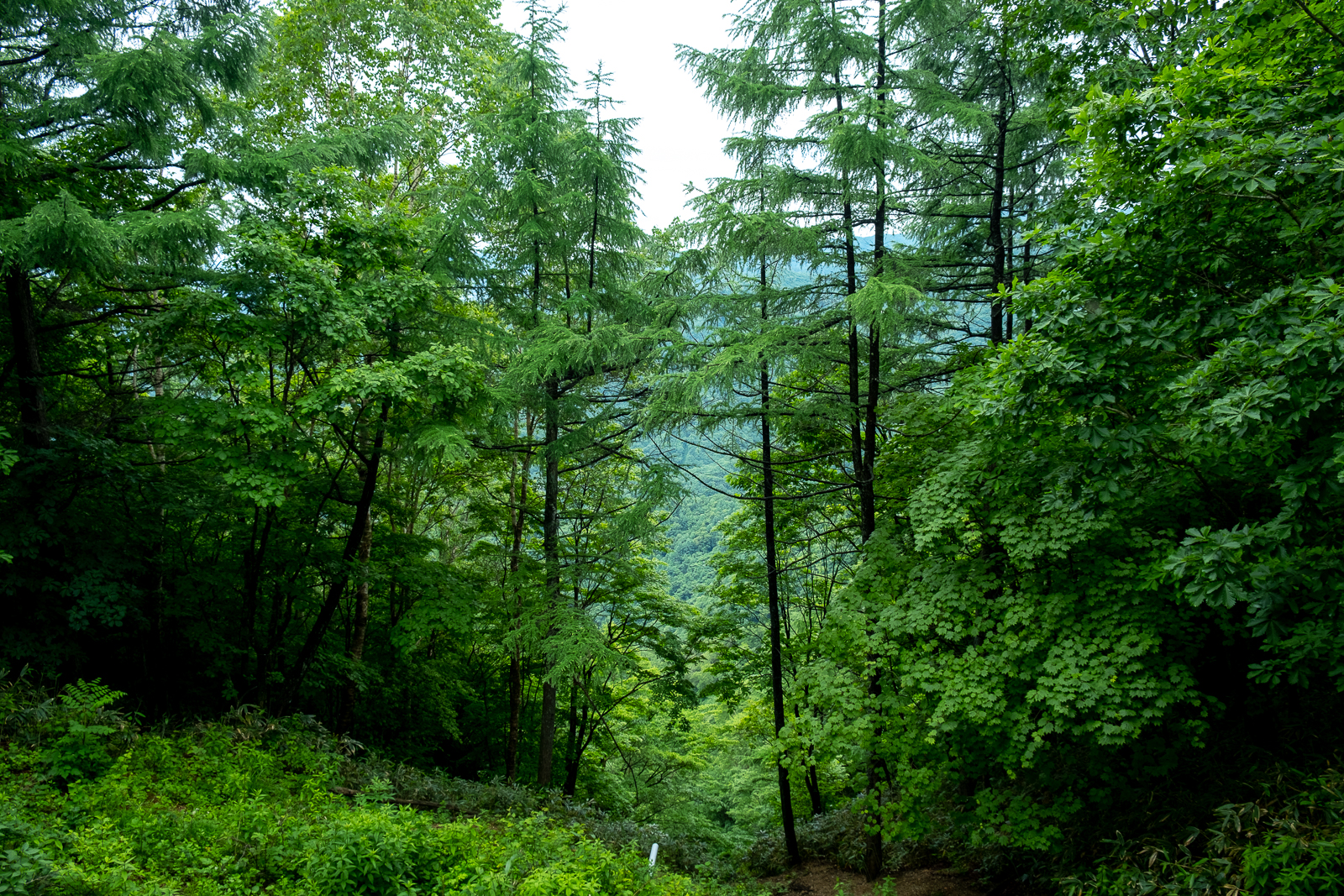 DSCF0637