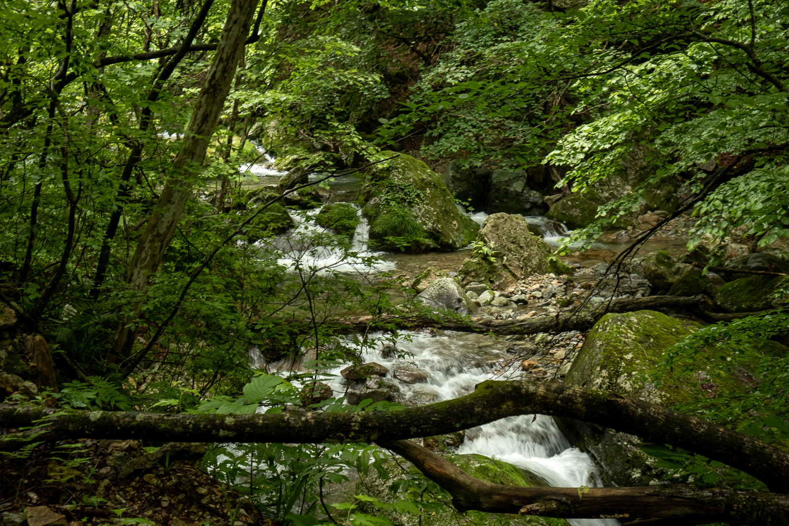 DSCF0613