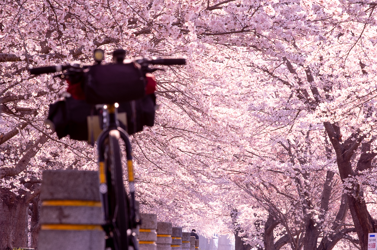 船岡千本桜 阿武隈サイクリング サイクリングにうってつけの日