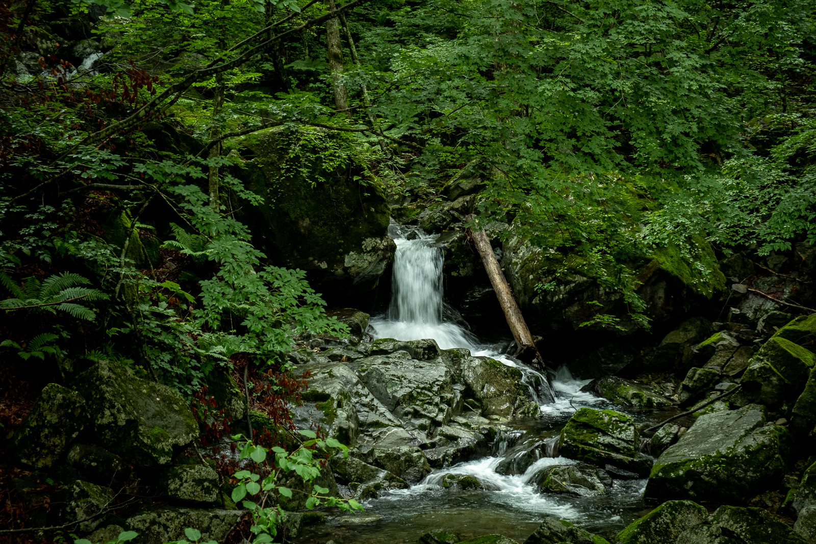 DSCF0620