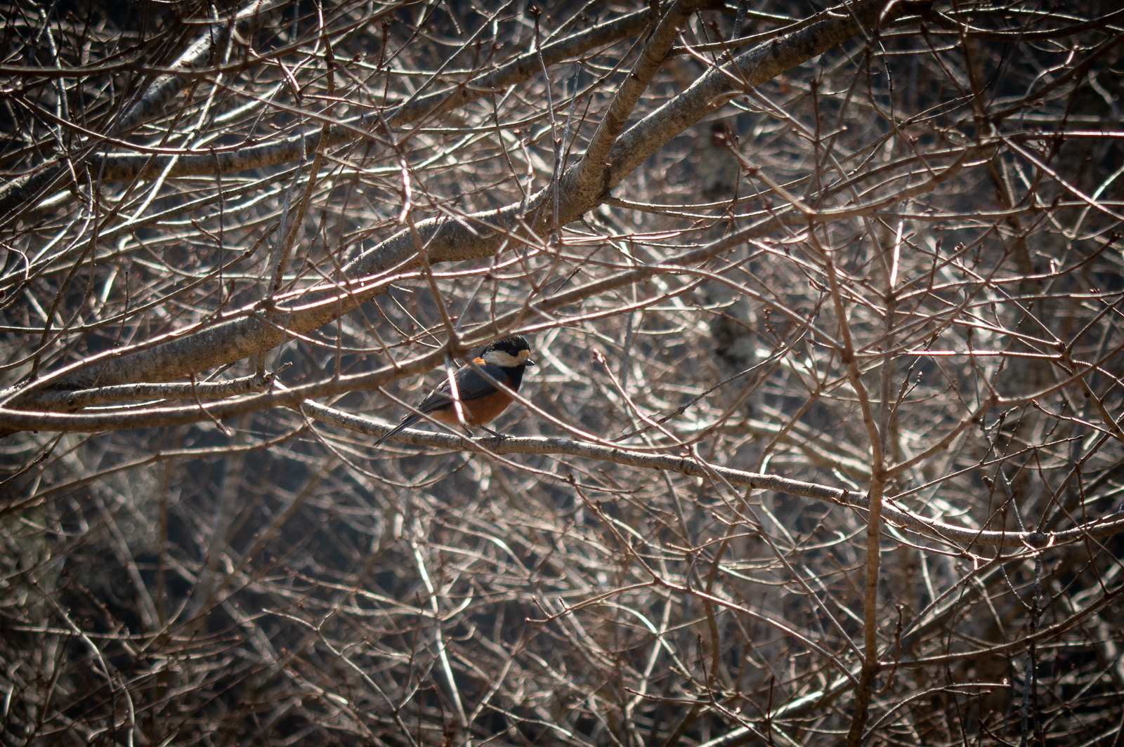_DUN3477