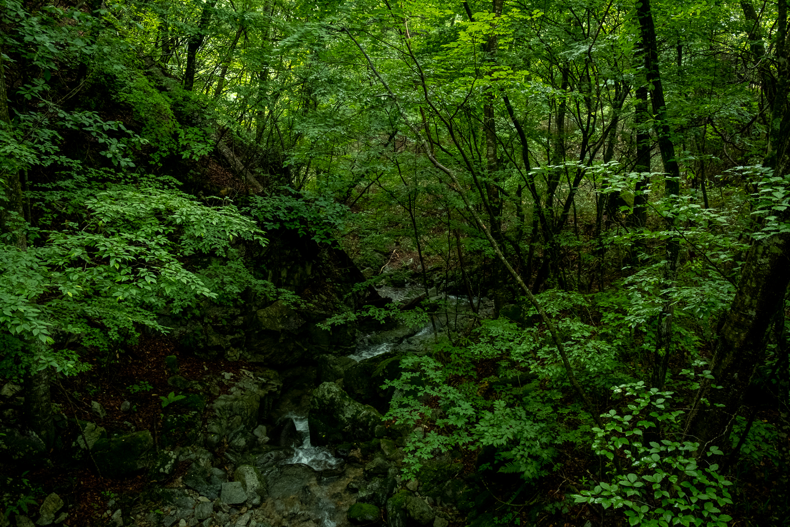DSCF0629