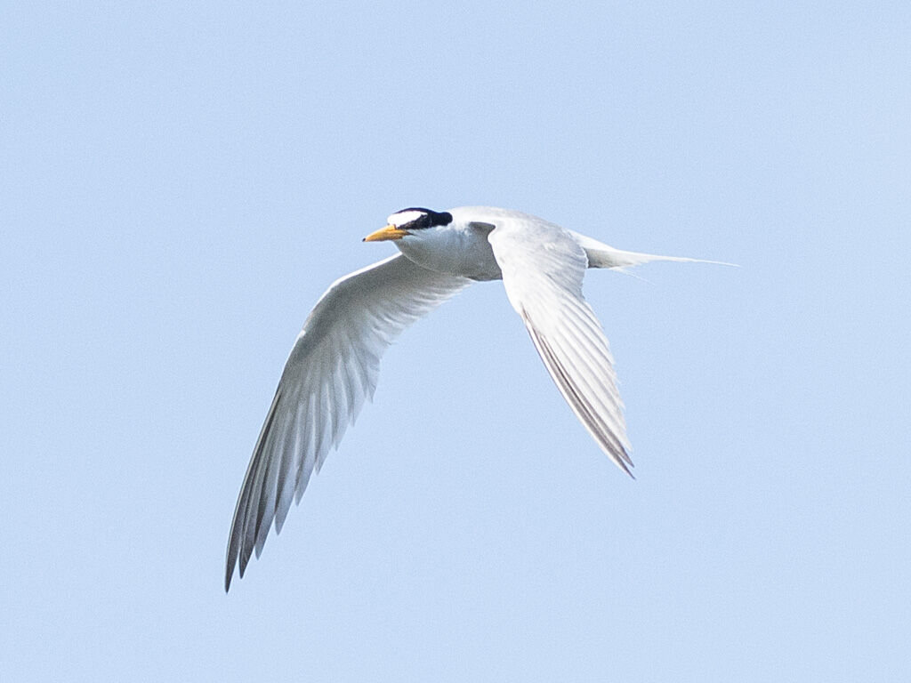 コアジサシ 酒匂川 22 06 29 湘南鳥撮り アーカイブス