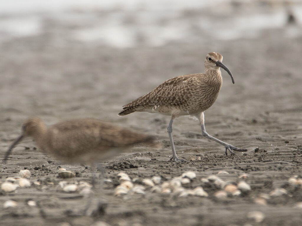 チュウシャクシギ 三番瀬 22 05 02 湘南鳥撮り アーカイブス