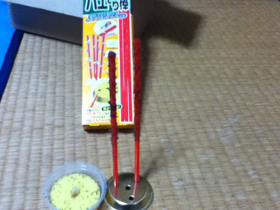 コバエについて 気ままに甲虫日記