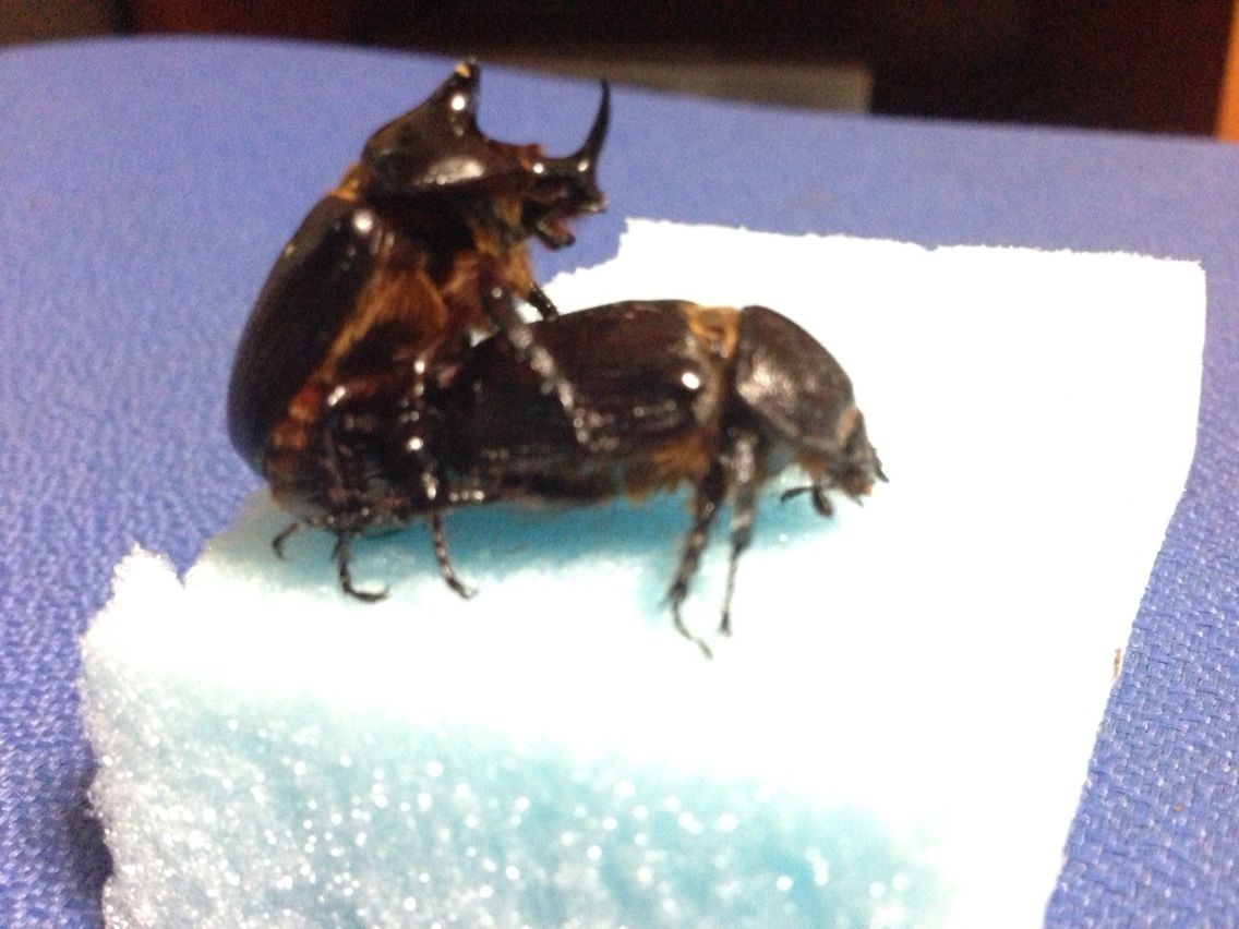 バラタスサスマタサイカブト ペアリング 気ままに甲虫日記