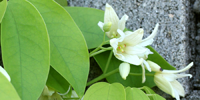 Japanese_staunton_vine