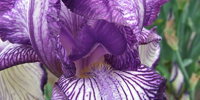 german_Iris