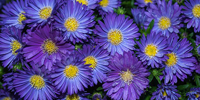 asters