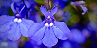 lobelia