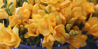 freesia