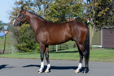 org_kinkyo_redmare_48