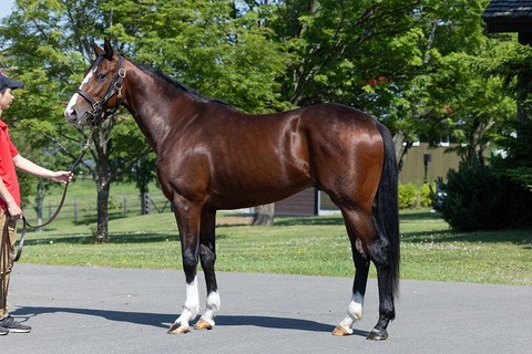 org_kinkyo_redmare_35