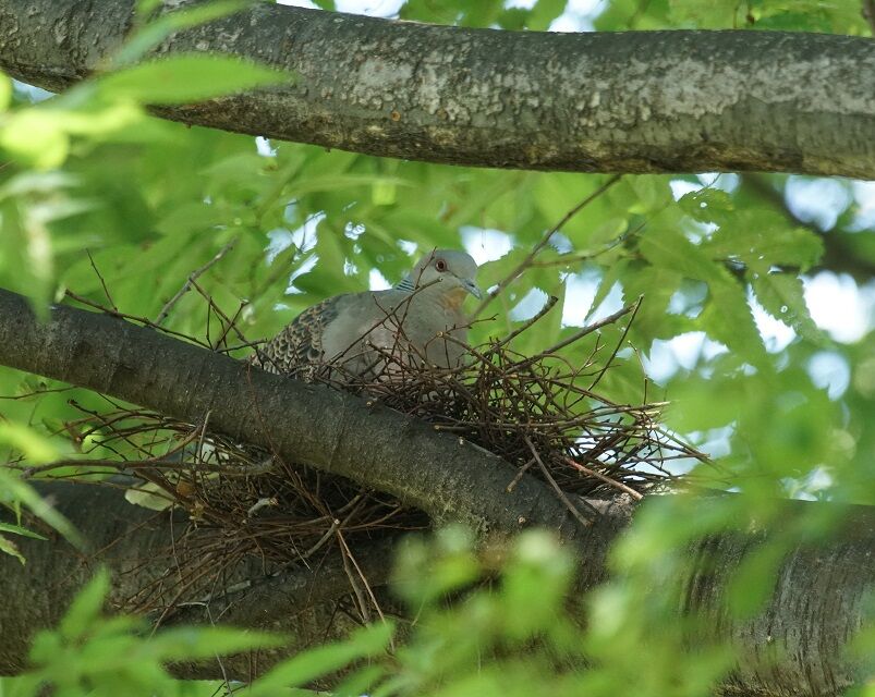 ツミ雛 見沼田んぼの鳥日記