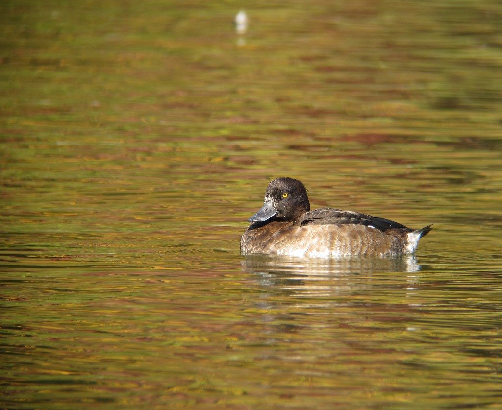 紅葉に映える水面のカモたち : 見沼田んぼの鳥日記