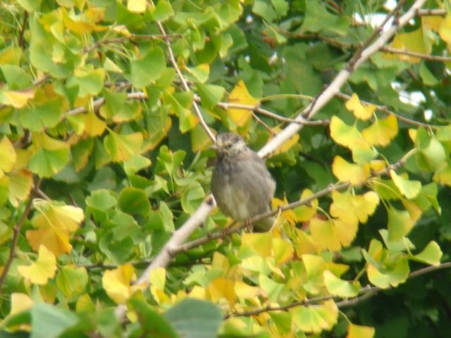コゲラの面白い習性 見沼田んぼの鳥日記 コゲラの面白い習性 見沼田んぼの鳥日記