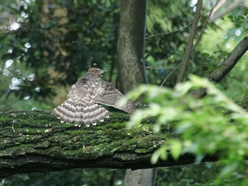 メジロ 見沼田んぼの鳥日記 メジロ 見沼田んぼの鳥日記