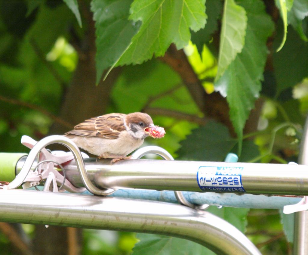 可愛いスズメの幼鳥 見沼田んぼの鳥日記 可愛いスズメの幼鳥 見沼田んぼの鳥日記