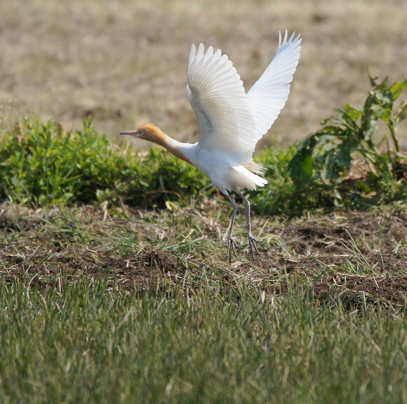 13年04月 見沼田んぼの鳥日記
