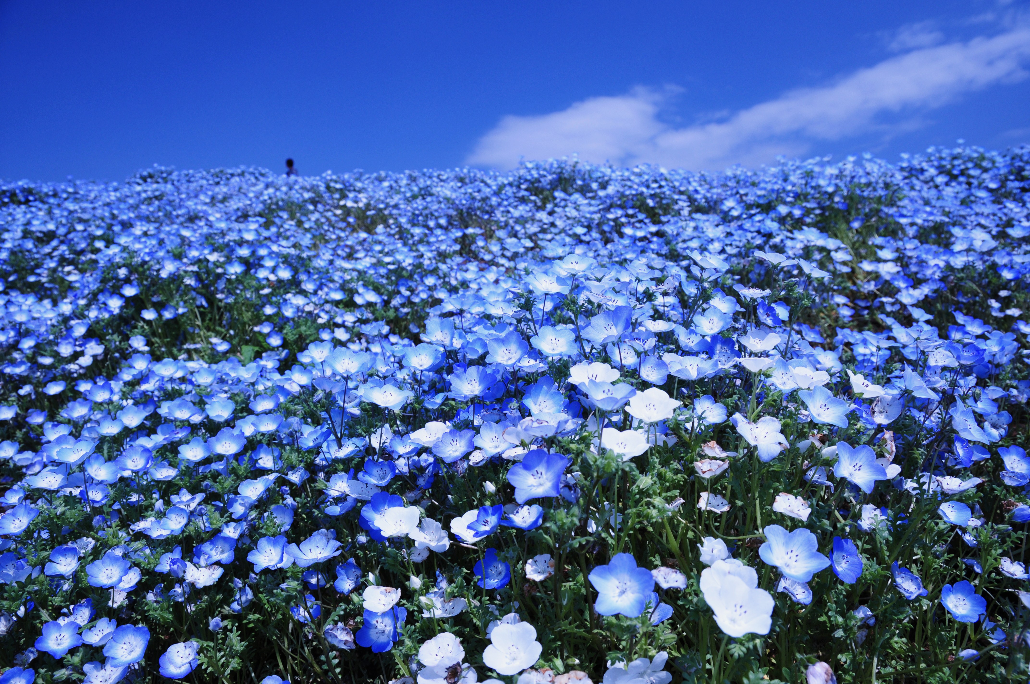 ネモフィラの丘とチューリップの森 11 おでかけｐｈｏｔｏ日記