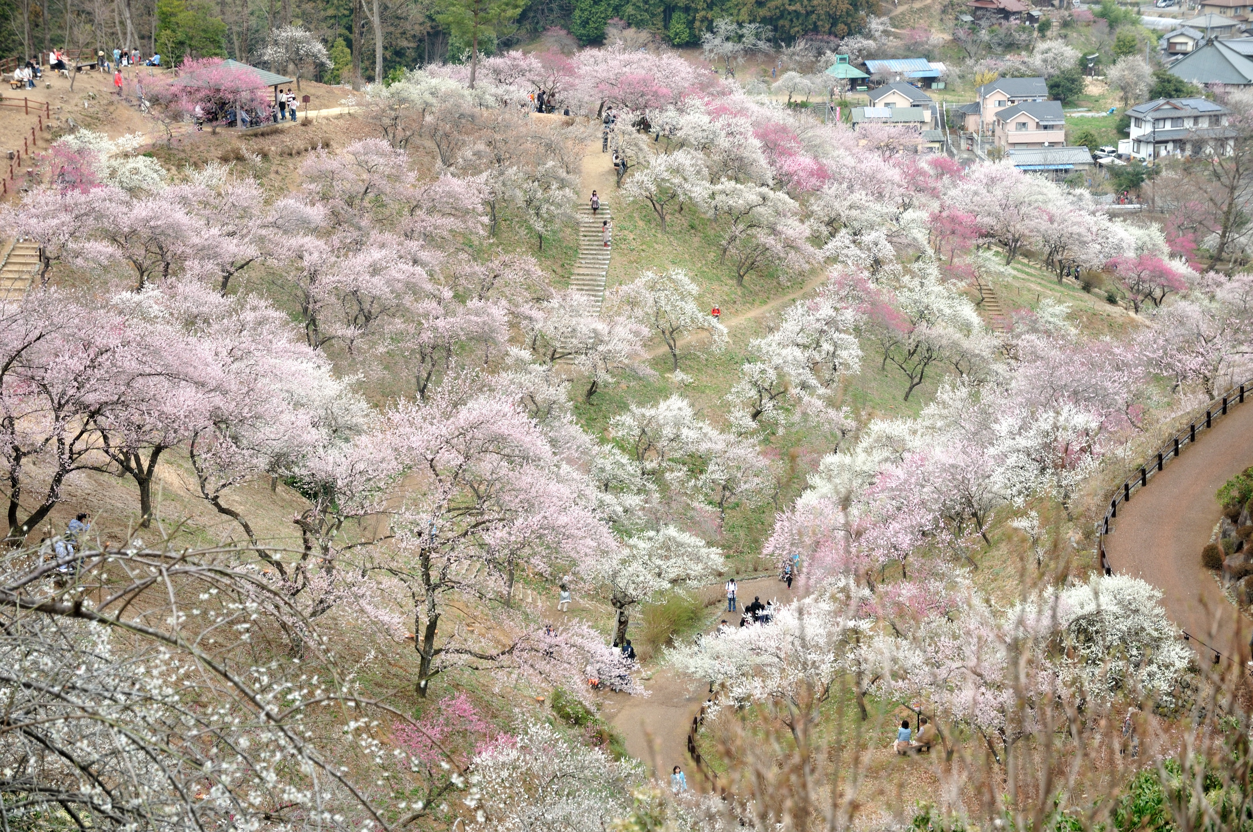 吉野梅郷へ行って来ました Yoshino Baigo Plum Village おでかけｐｈｏｔｏ日記