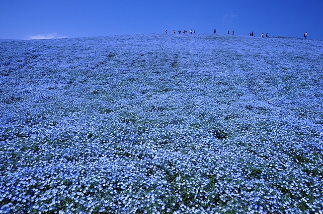 2011.4.29ͥեε֤ȥ塼åפο 12