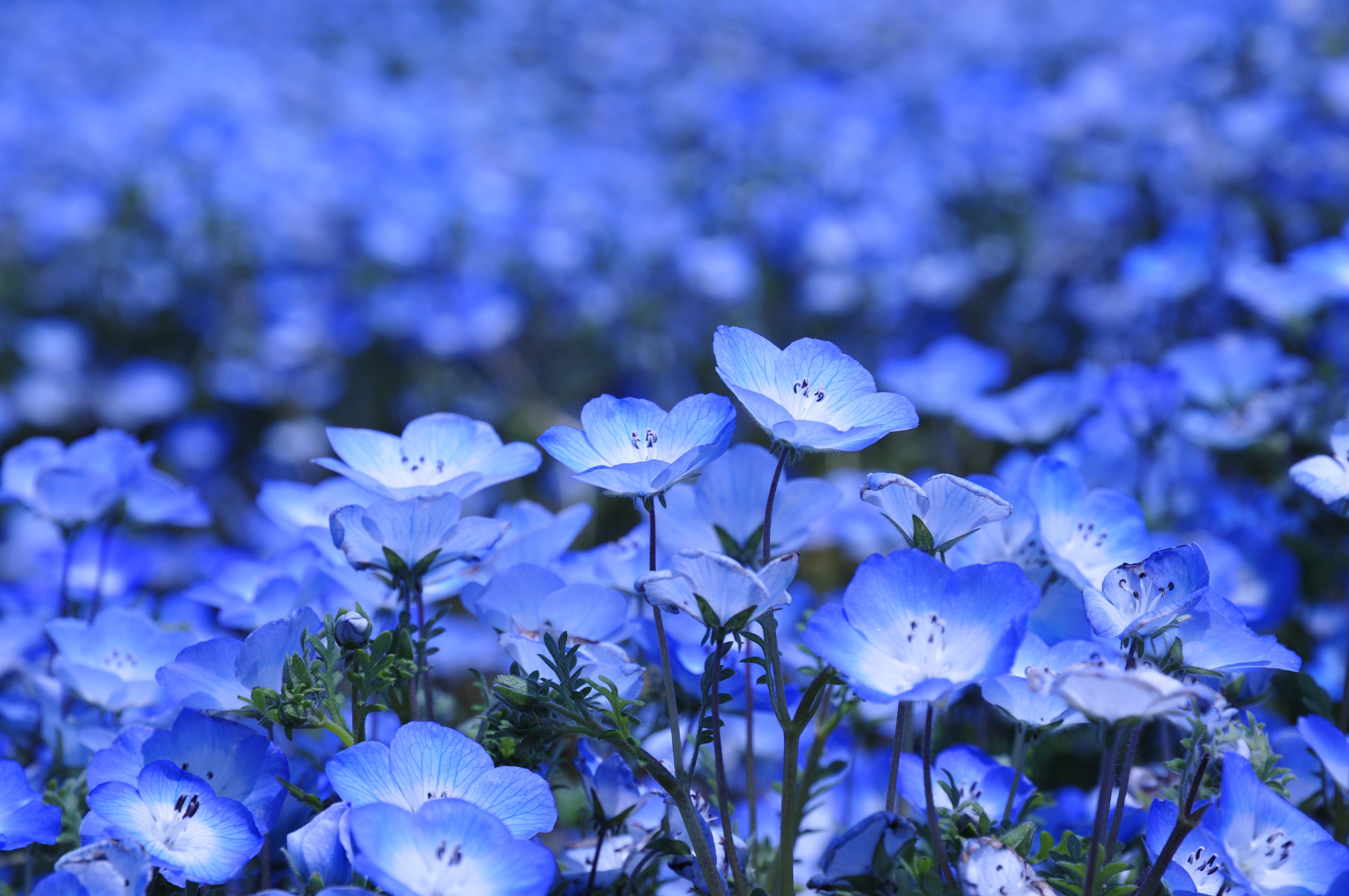 ネモフィラの丘とチューリップの森 11 おでかけｐｈｏｔｏ日記