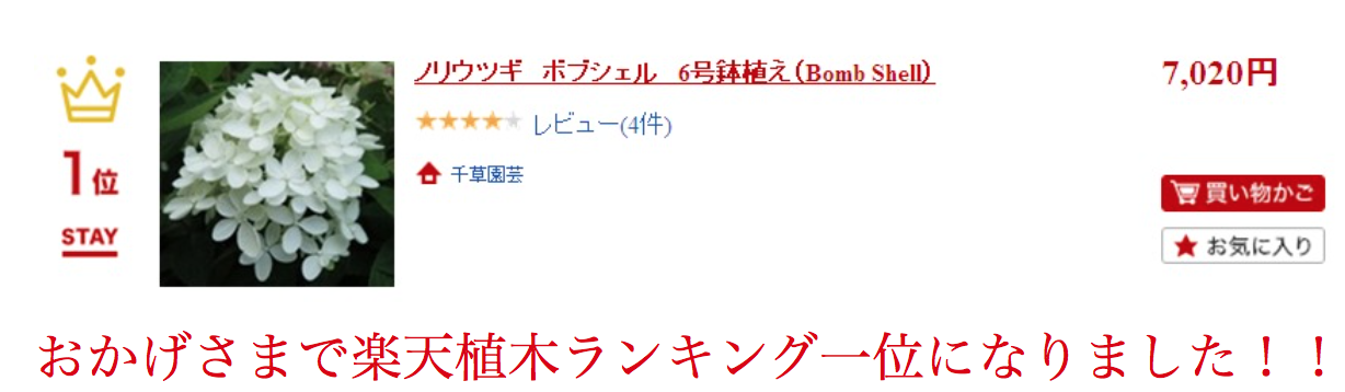 楽天植木ランキング一位のあじさい ノリウツギ ボブシェル アジサイを楽しみましょう 楽天植木ランキング一位のあじさい ノリウツギ ボブシェル アジサイを楽しみましょう