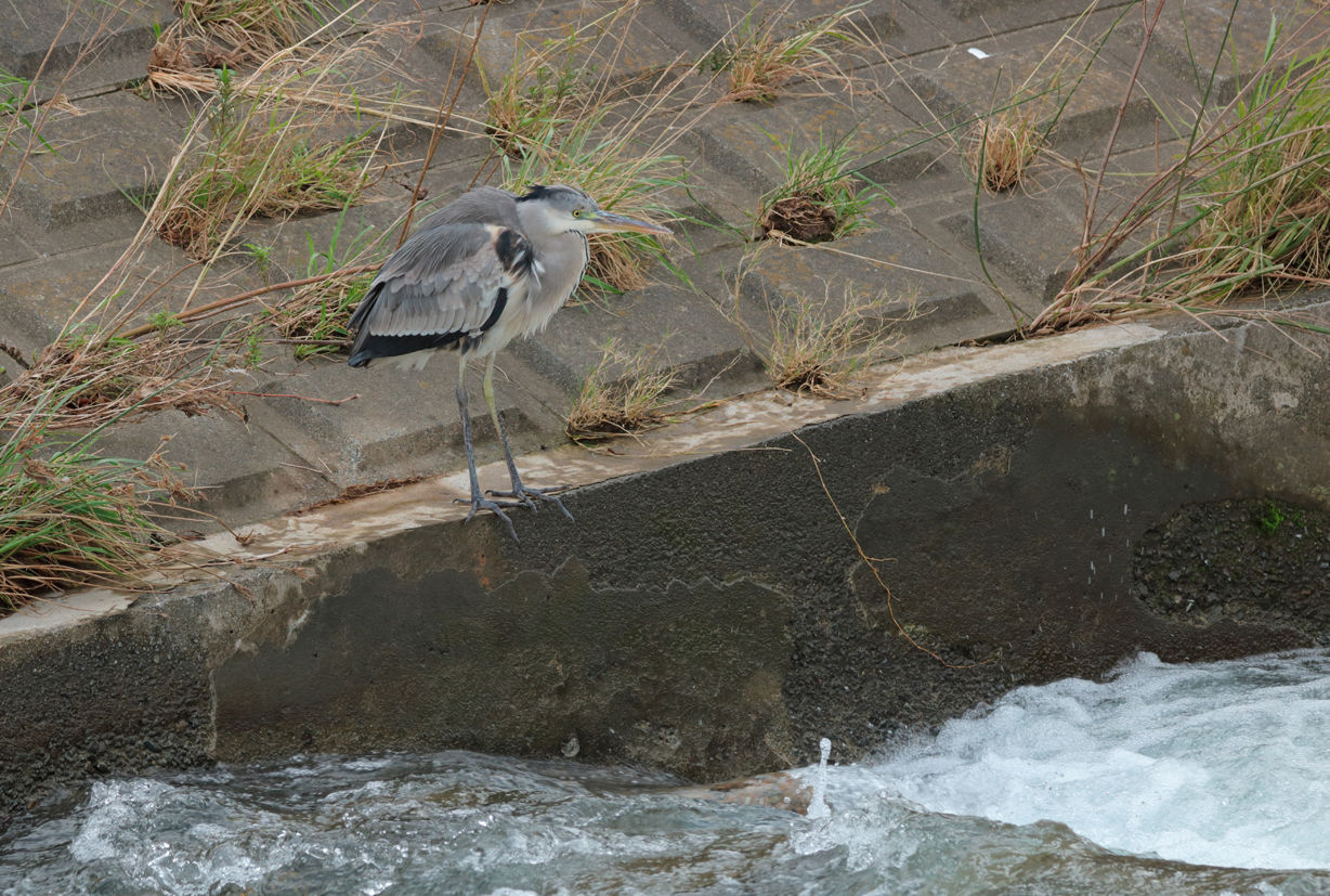 勇気を出して アオサギ 境川日記