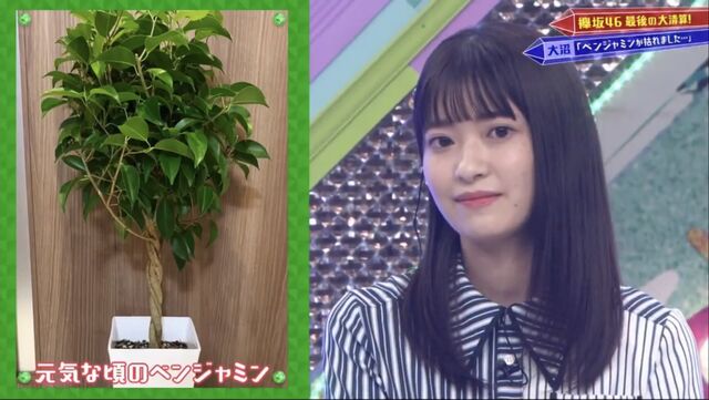 欅坂46 大沼晶保 澤部賞で貰った ベンジャミンの木 を枯らしてしまう Sakuraevo 欅坂46 大沼晶保 澤部賞で貰った ベンジャミンの木 を枯らしてしまう Sakuraevo