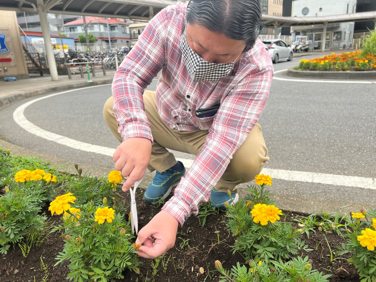 第3けやき 花がら摘み 相模原市 特定非営利活動法人けやきの会 第3けやき 花がら摘み 相模原市 特定非営利活動法人けやきの会