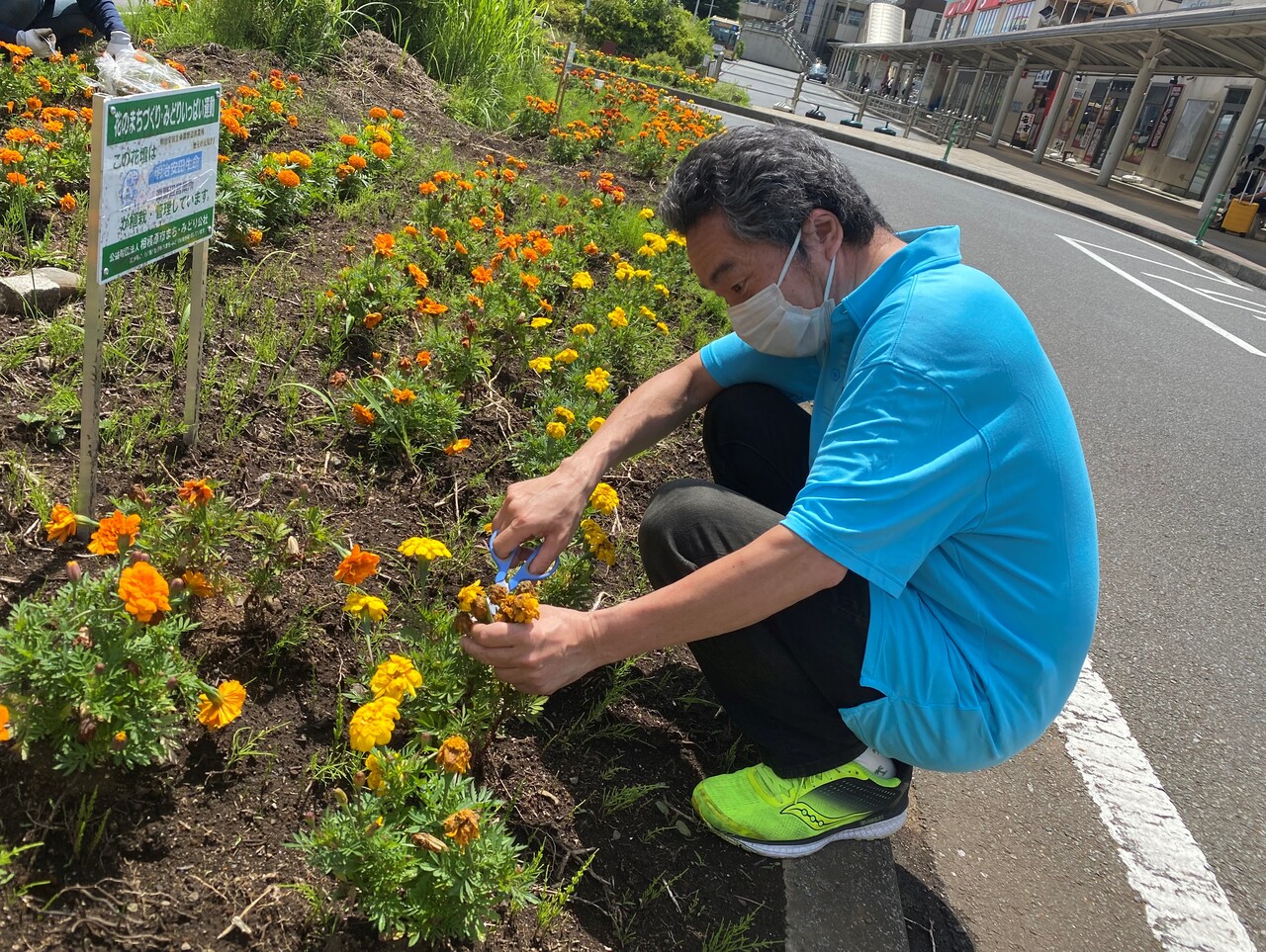 第3けやき 花がら摘み 相模原市 特定非営利活動法人けやきの会 第3けやき 花がら摘み 相模原市 特定非営利活動法人けやきの会