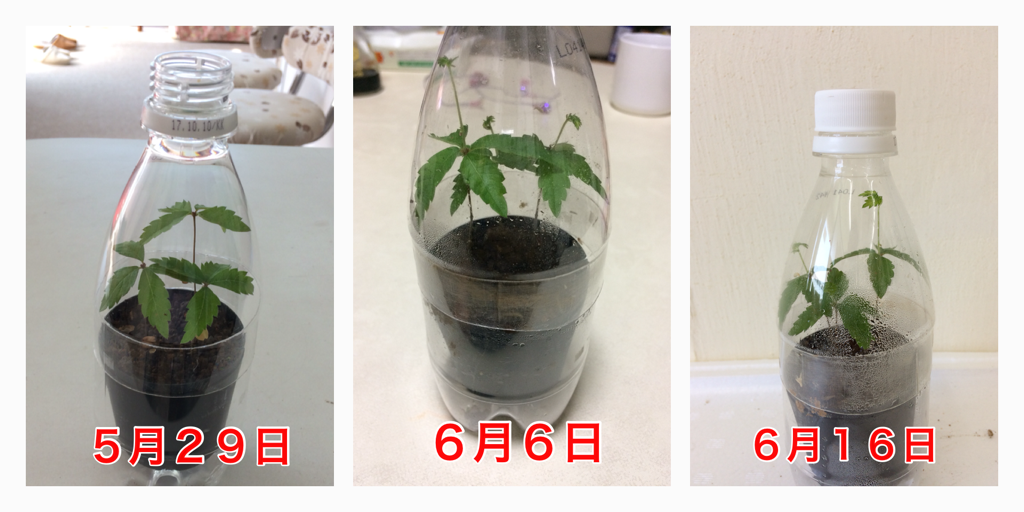 植物は光合成と呼吸 両方ともできるのですよ けやき屋さん
