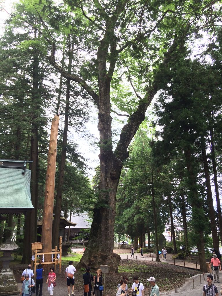 ケヤキ 長寿の木 世界一は けやき屋さん